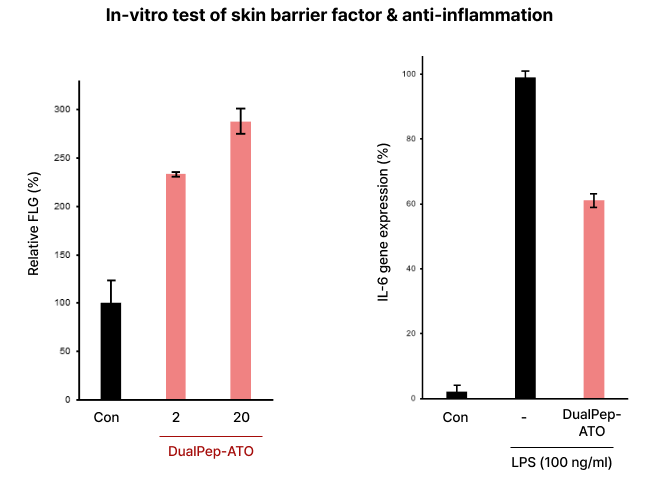 In-vitro test of skin barrier factor & anti-inflammation