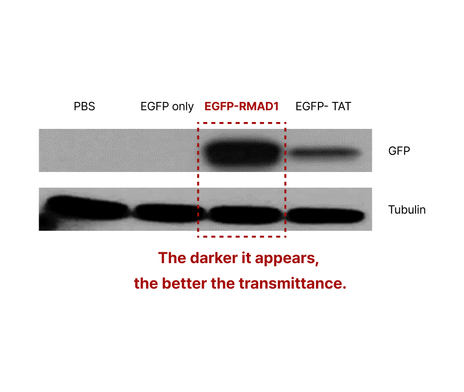 Penetrated protein expression level