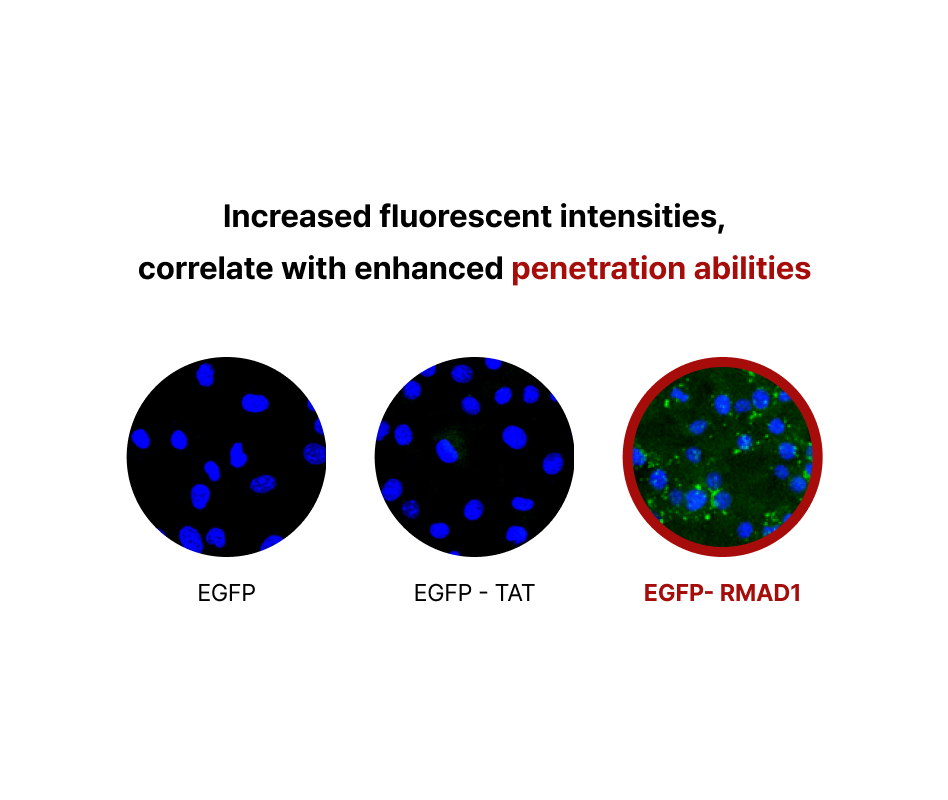 Penetrated protein expression image